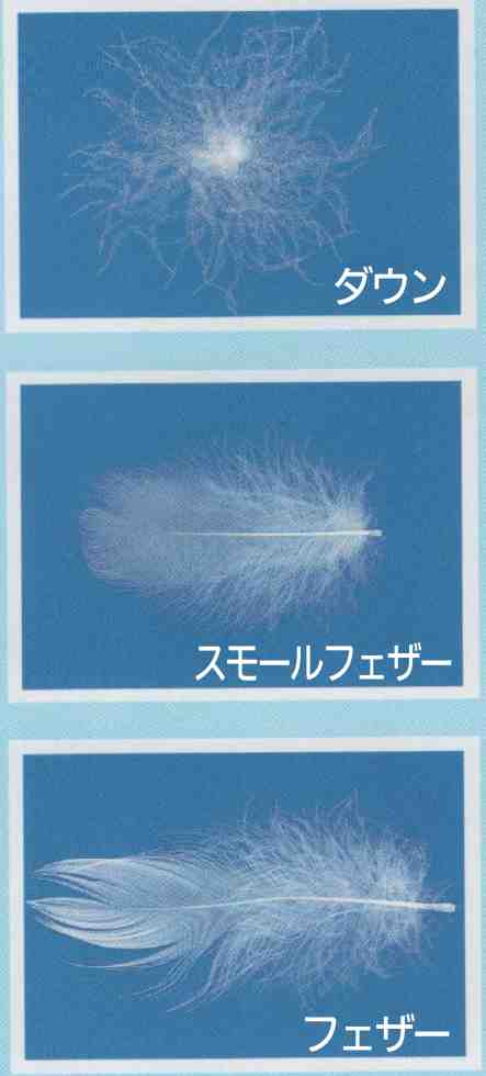 羽毛布団知識の基礎・価格の秘密