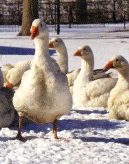 世界最高マザーグースの飼育