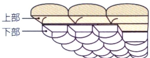 高級山甚羽毛布団は特殊二層Ｗキルト