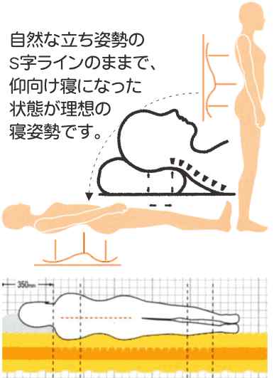 体型に合った最適枕を選ぶ